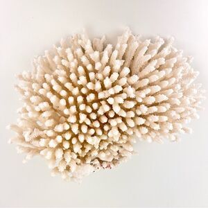 Natural White Coral Reef Cluster Ocean Salt Water Mineral Specimen